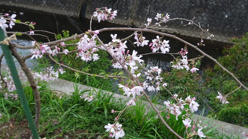 コヒガンザクラの花 横浜市旭区今川町