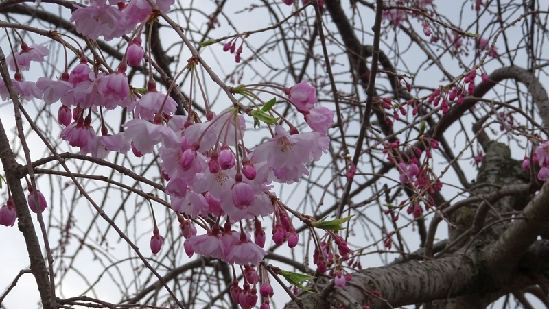 ヤエベニシダレの花 横浜市旭区今川町