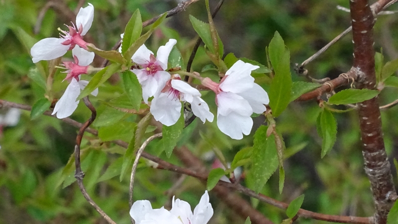 コヒガンザクラの花 横浜市旭区今川町