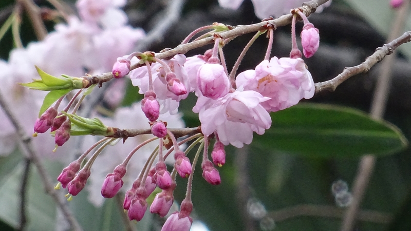 ヤエベニシダレの花 横浜市旭区今川町