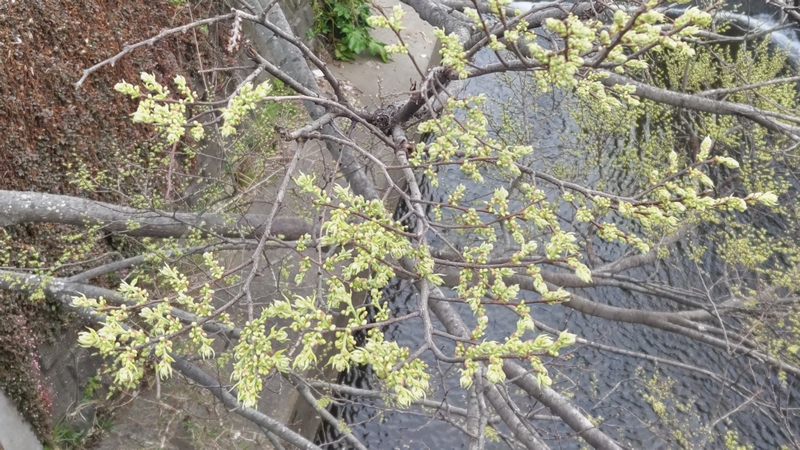 エノキの花 横浜市旭区鶴ヶ峰