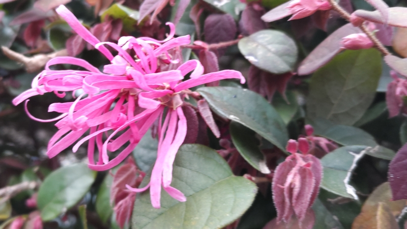 アカバナトキワマンサクの花 横浜市旭区鶴ヶ峰鎧の渡し緑道