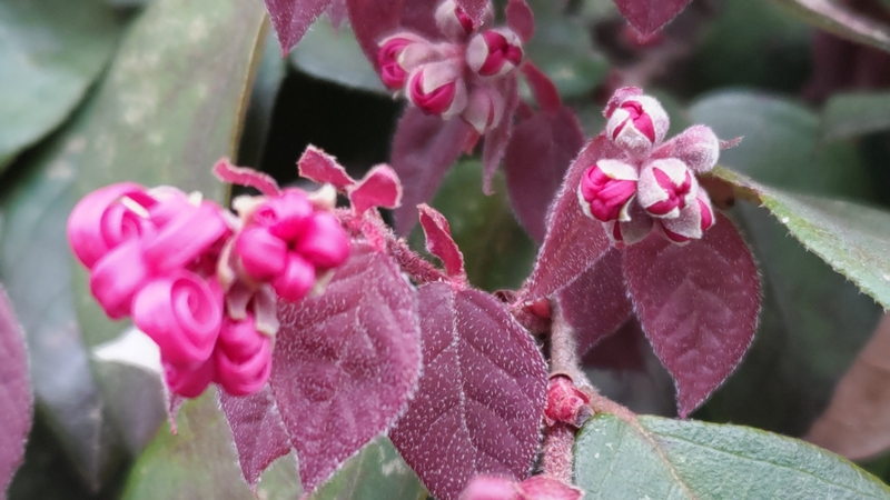 アカバナトキワマンサクの花 横浜市旭区鶴ヶ峰鎧の渡し緑道