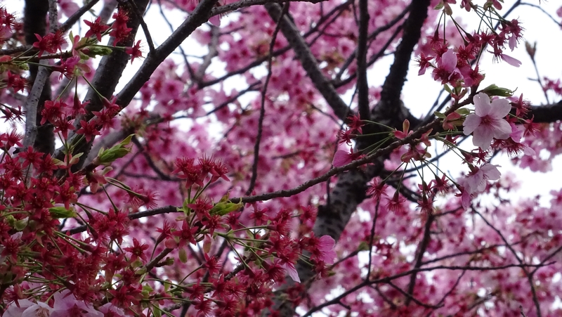 ヨウコウザクラの花 横浜市旭区鶴ヶ峰鎧の渡し緑道