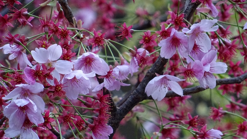 ヨウコウザクラの花 横浜市旭区鶴ヶ峰鎧の渡し緑道
