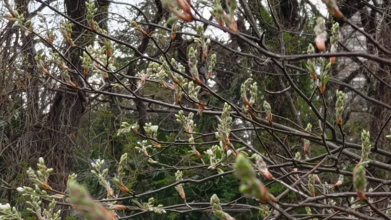 アメリカザイフリボクの蕾 横浜市旭区鶴ヶ峰鎧の渡し緑道