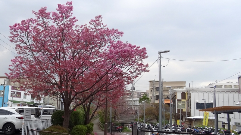ヨウコウザクラの花 横浜市旭区鶴ヶ峰鎧の渡し緑道