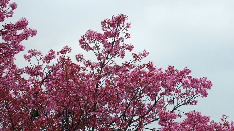 ヨウコウザクラの花 横浜市旭区鶴ヶ峰鎧の渡し緑道