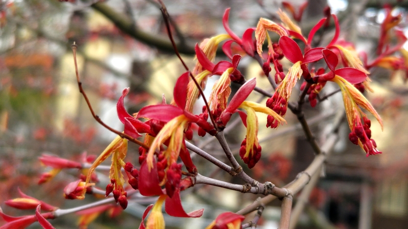 ノムラモミジの蕾 横浜市旭区鶴ヶ峰鎧の渡し緑道