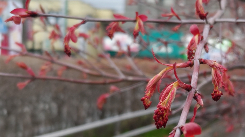 ノムラモミジの蕾 横浜市旭区鶴ヶ峰鎧の渡し緑道