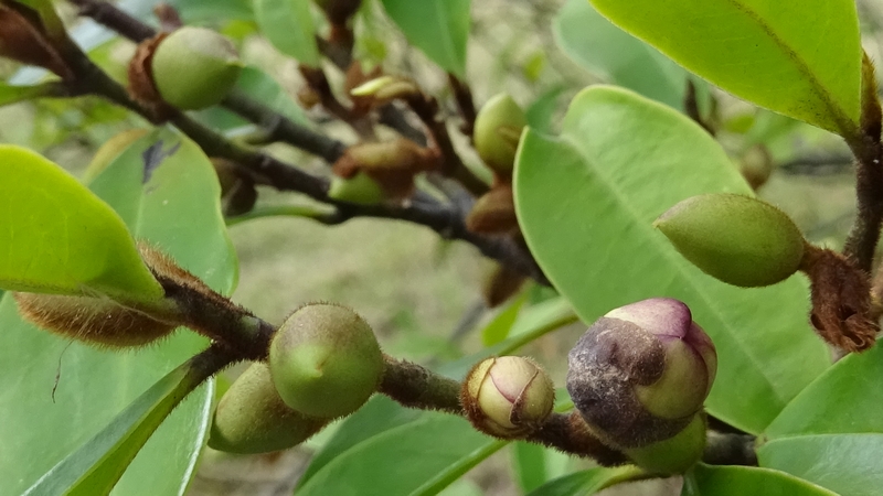 カラタネオガタマの蕾 川崎市幸区創造のもり