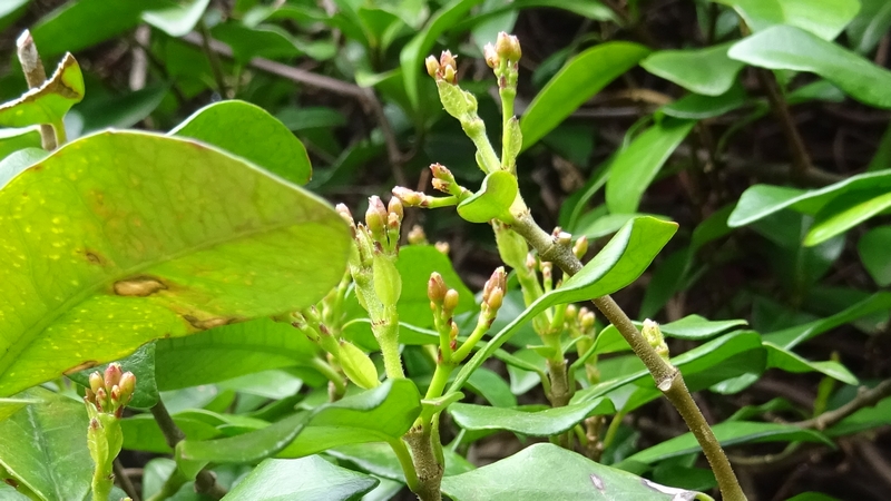 テイカカズラの蕾 川崎市幸区創造のもり