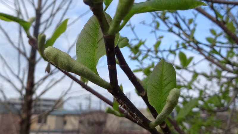 コブシの若葉 川崎市幸区創造のもり