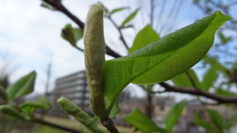 コブシの若葉 川崎市幸区創造のもり
