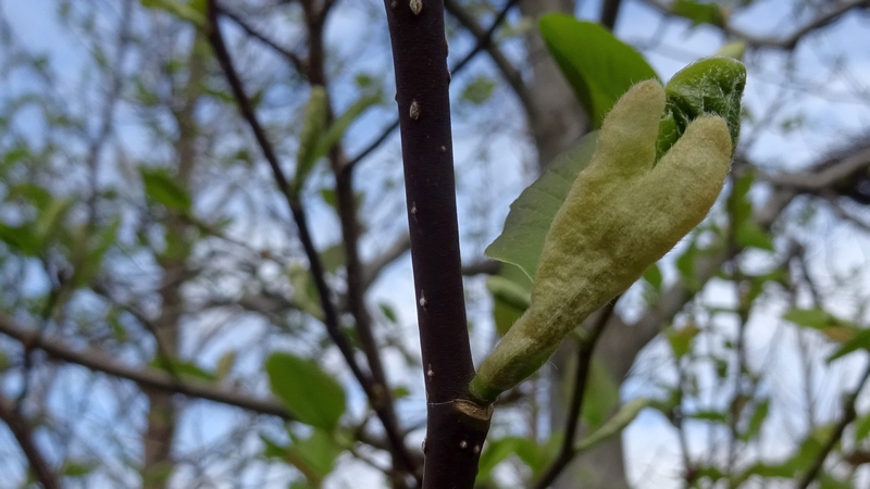コブシの若葉 川崎市幸区創造のもり
