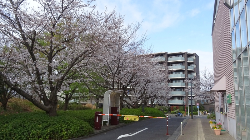 ソメイヨシノの花 川崎市幸区さいわいふるさと公園