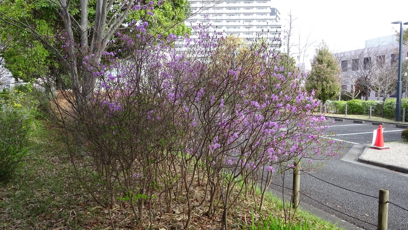 ミツバツツジの花 川崎市幸区さいわいふるさと公園