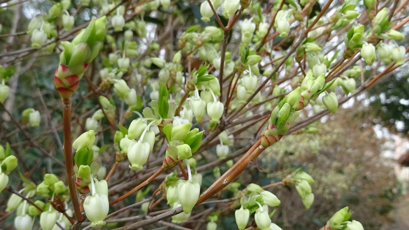 ドウダンツツジの花と蕾 川崎市幸区さいわいふるさと公園