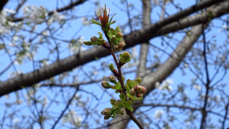 ウコンザクラの蕾 川崎市幸区さいわいふるさと公園