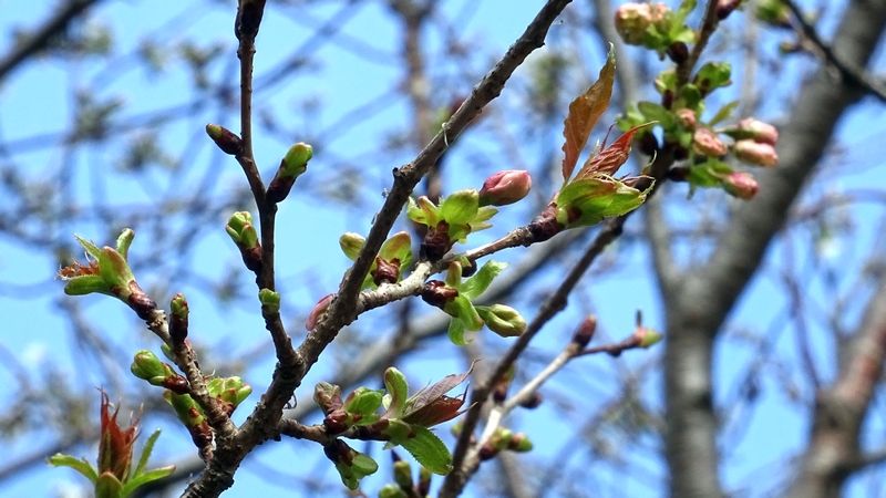 ウコンザクラの蕾 川崎市幸区さいわいふるさと公園