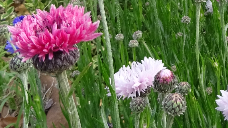 ヤグルマギクの花 川崎市幸区さいわいふるさと公園
