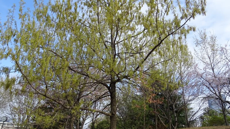クヌギの花 川崎市幸区さいわいふるさと公園