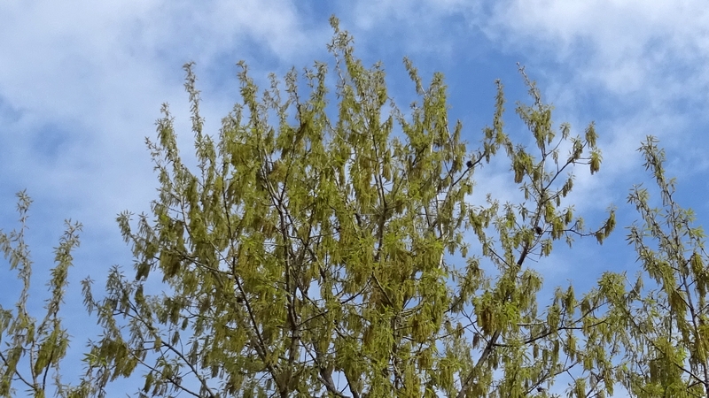 クヌギの花 川崎市幸区さいわいふるさと公園