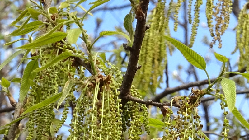 クヌギの花 川崎市幸区さいわいふるさと公園