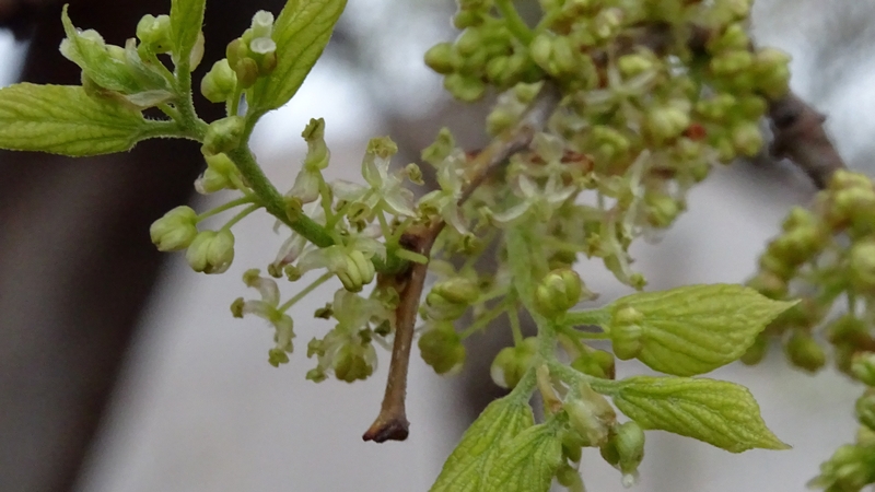 エノキの花 川崎市幸区さいわいふるさと公園