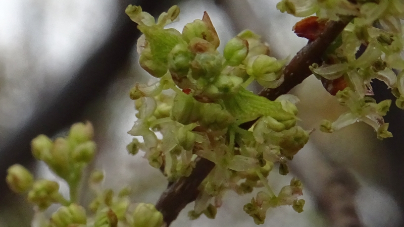 エノキの花 川崎市幸区さいわいふるさと公園