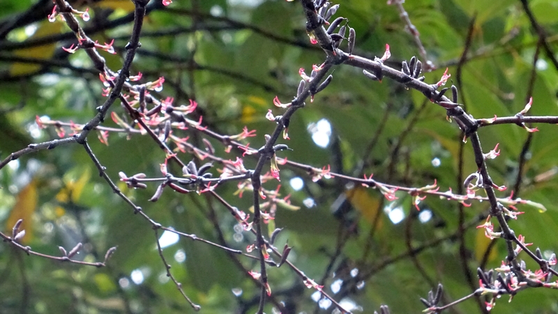 カツラの雌花と果実 川崎市幸区さいわいふるさと公園