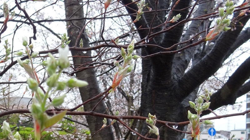 アメリカザイフリボクの蕾 川崎市幸区創造のもり