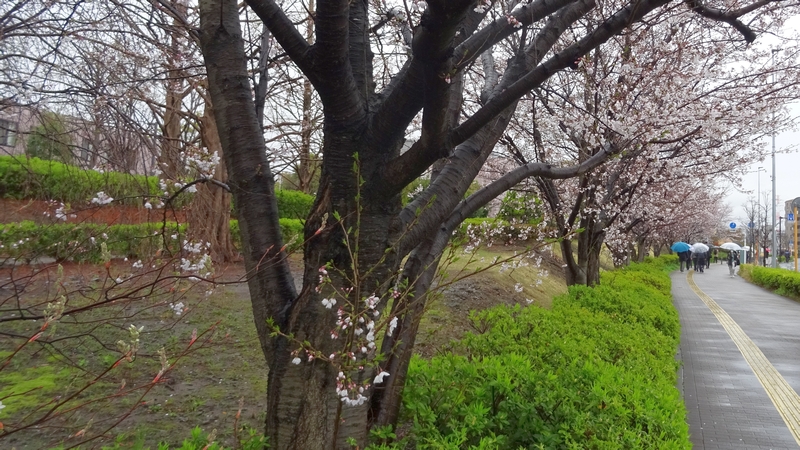 ソメイヨシノの花 川崎市幸区創造のもり