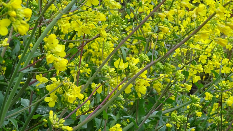 カラシナ 川崎市幸区さいわいふるさと公園