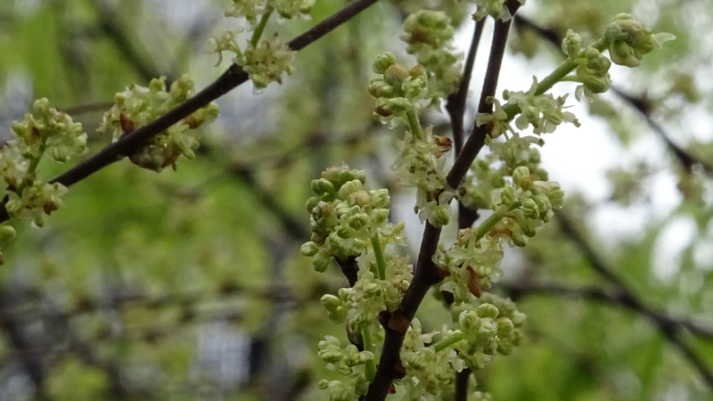 ケヤキの花 川崎市幸区さいわいふるさと公園