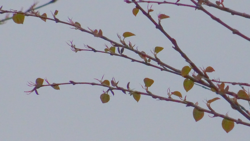 カツラの雌花 川崎市幸区さいわいふるさと公園