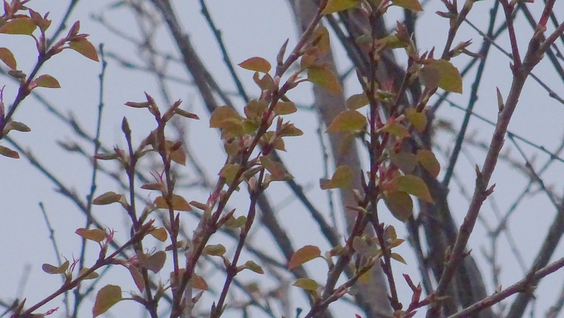 カツラの雌花 川崎市幸区さいわいふるさと公園