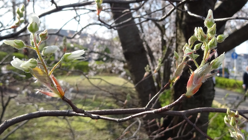 アメリカザイフリボクの蕾 川崎市幸区創造のもり