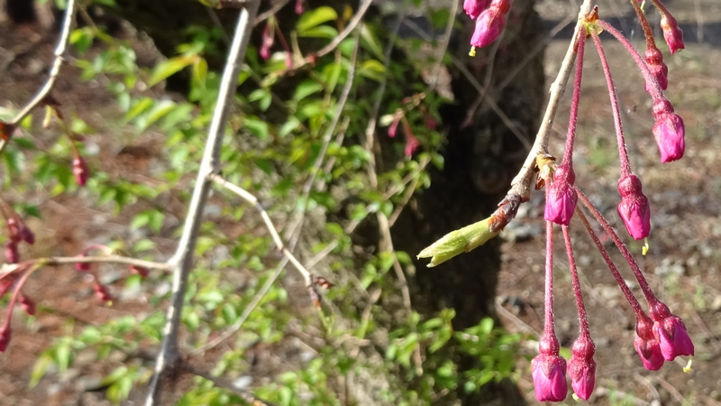 ヤエベニシダレの蕾 川崎市幸区創造のもり