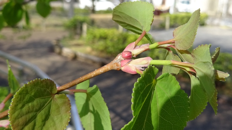 カツラの葉芽 川崎市幸区創造のもり