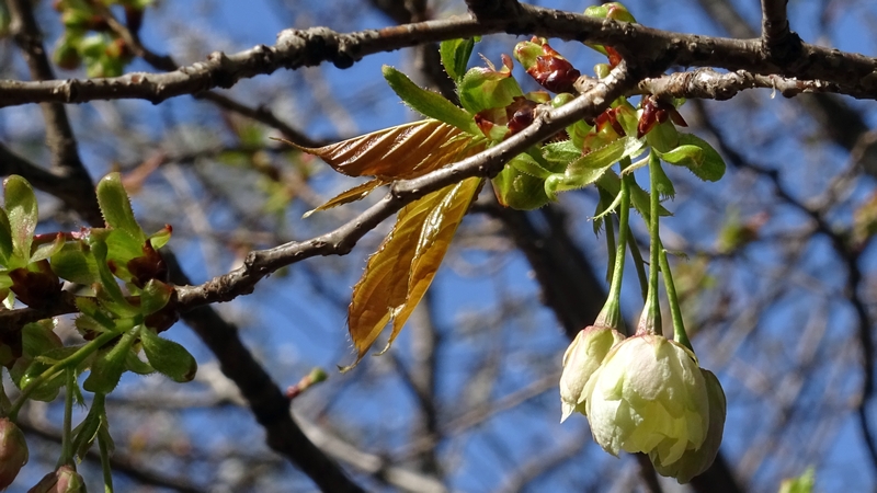 ウコンザクラの蕾 川崎市幸区さいわいふるさと公園