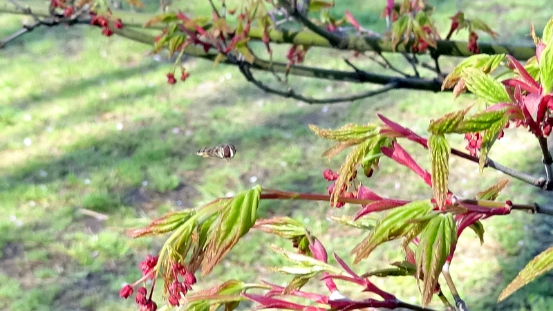 ハナアブとイロハモミジの花 川崎市幸区さいわいふるさと公園