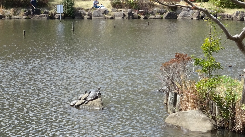 ミシシッピアカミミガメ 横浜市旭区大池町こども自然公園