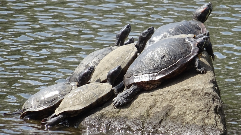 ミシシッピアカミミガメ 横浜市旭区大池町こども自然公園