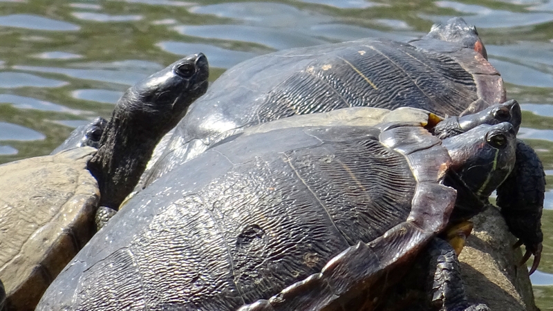 ミシシッピアカミミガメ 横浜市旭区大池町こども自然公園