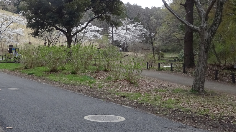 チョウのための食草ガーデン 横浜市旭区大池町こども自然公園