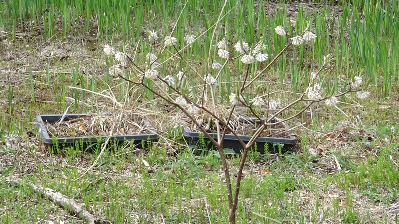 ミツマタの花 横浜市旭区大池町こども自然公園