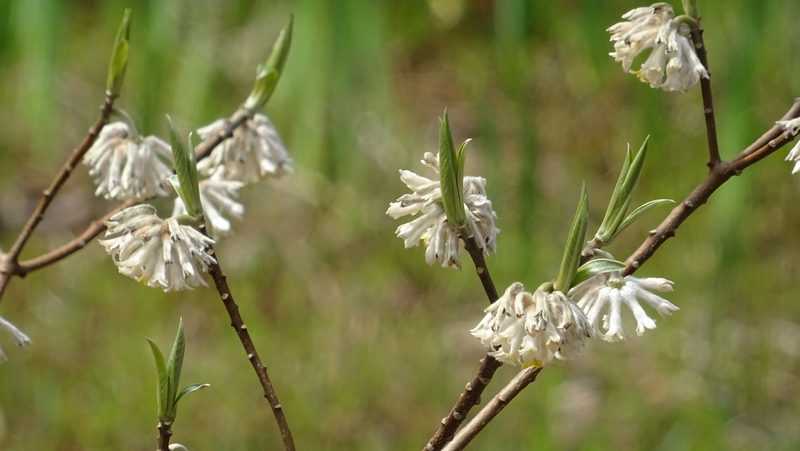 ミツマタの花 横浜市旭区大池町こども自然公園
