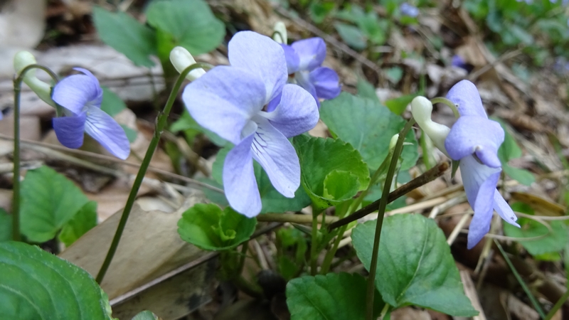 タチツボスミレの花 横浜市旭区大池町こども自然公園