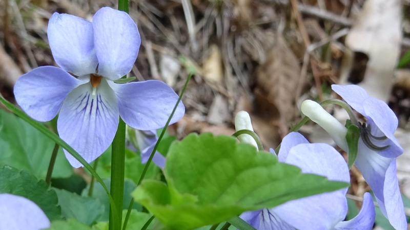 タチツボスミレの花 横浜市旭区大池町こども自然公園